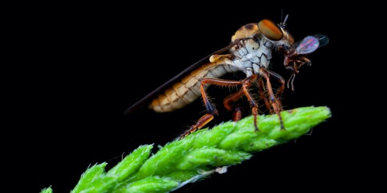 La mosca bandida es un acróbata aerodinámico que puede atrapar a su presa en pleno vuelo.