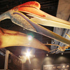 El pterosaurio sin igual podría volar largas distancias durante días.