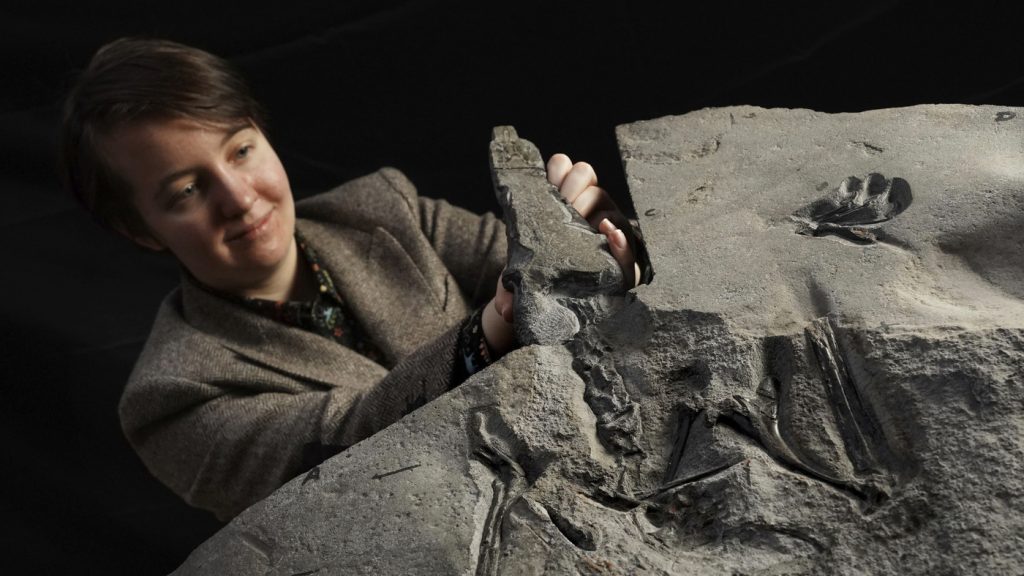 Raro fósil de pterodáctilo encontrado en Escocia: NPR