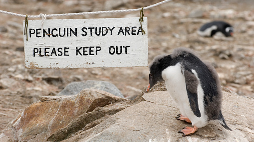 La oficina de correos de Penguin en la Antártida establece: NPR