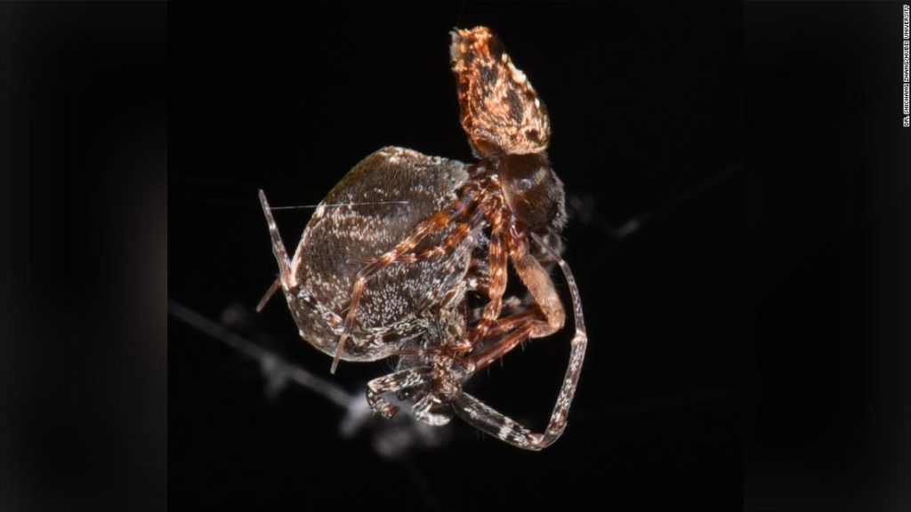 Las arañas macho se lanzan lejos de sus parejas para evitar el canibalismo