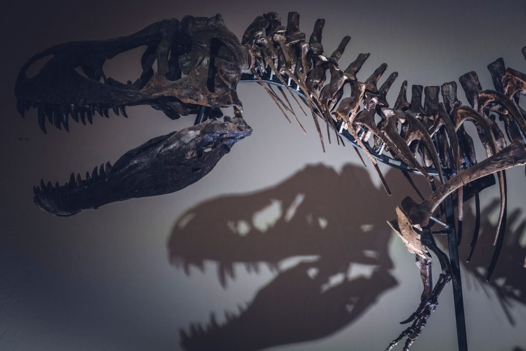 Un paleontólogo de la Universidad de California, Berkeley, presenta una nueva teoría sobre por qué T. Rexes tenía armas tan pequeñas.