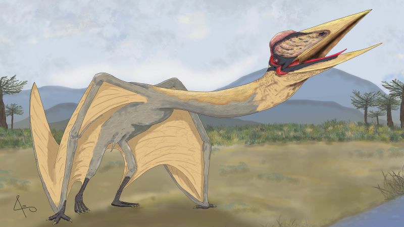 El pterosaurio "Dragón de la Muerte" es el pterodáctilo más grande de Sudamérica