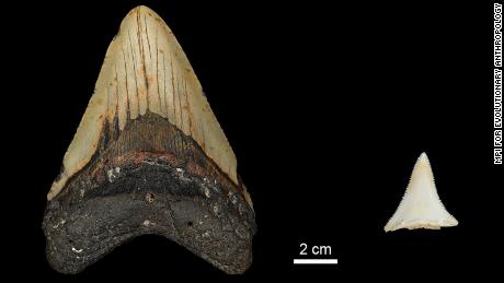 Los dientes fósiles han revelado que el Gran Huevo pudo haber aniquilado al tiburón más grande jamás visto
