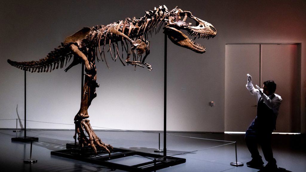 Esqueleto de dinosaurio de 76 millones de años será subastado en la ciudad de Nueva York: NPR