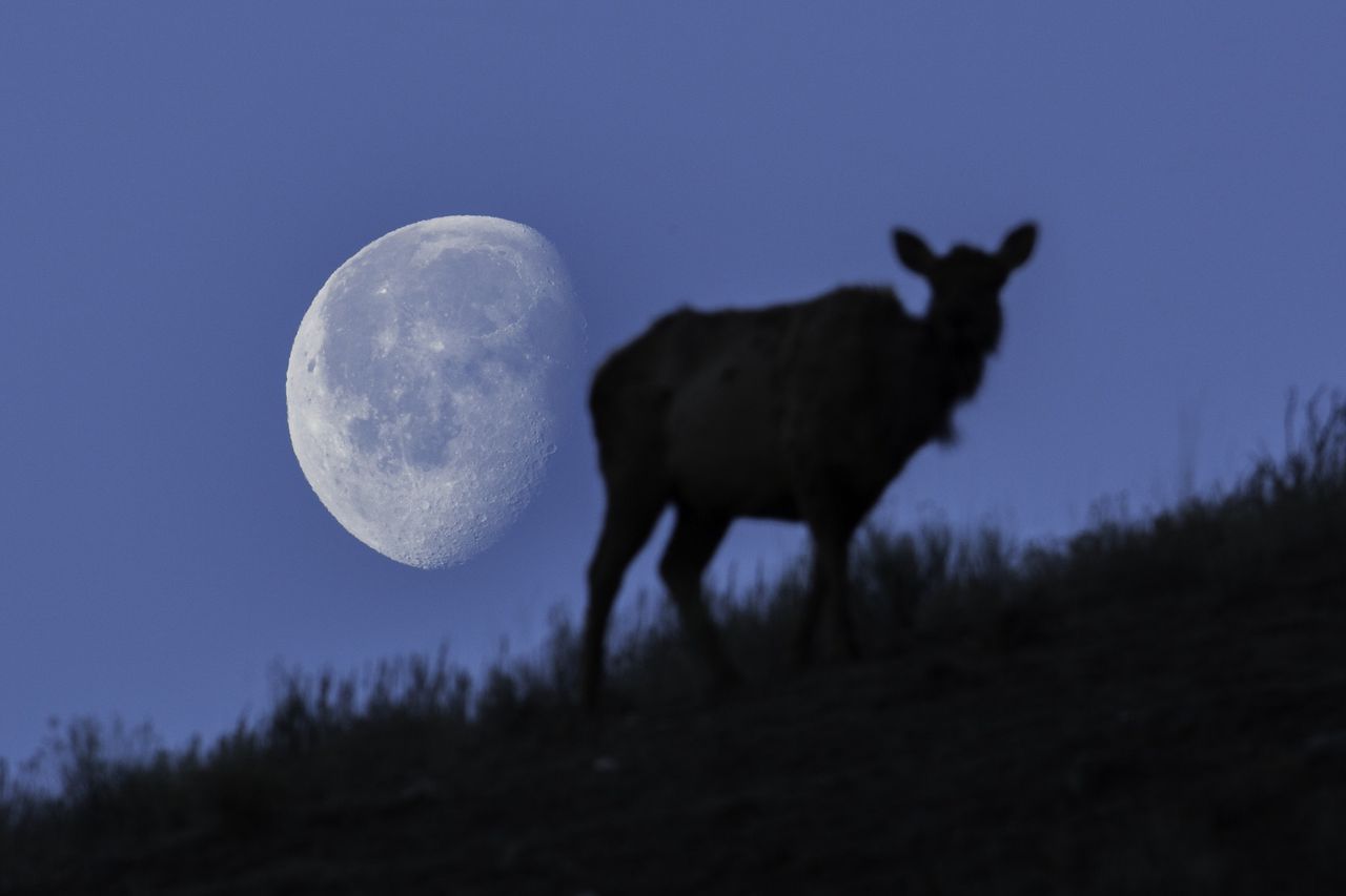 Luna llena de julio - Buck Moon