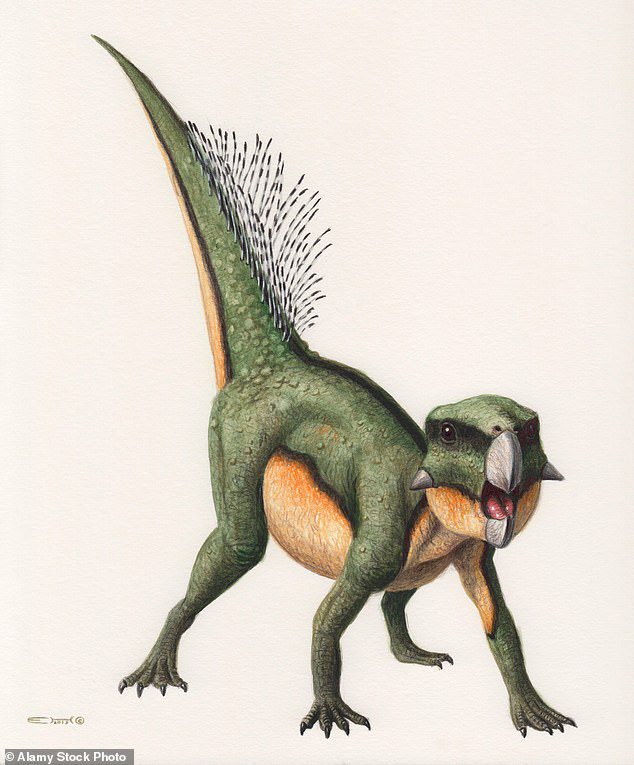 Parrot's Face: ¿Qué era un dinosaurio Tomos Psittacosaurus?