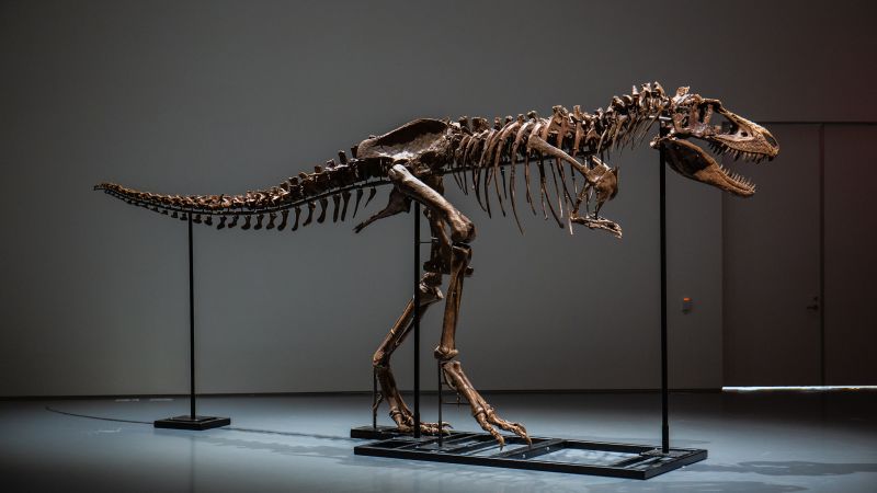 Este fósil de Gorgosaurus gigante está a subasta