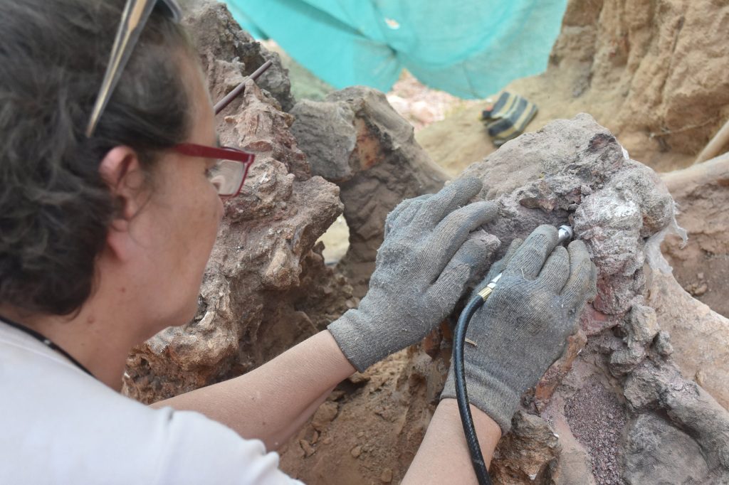 Los investigadores preservarán y documentarán los fósiles y continuarán el trabajo de excavación en el sitio el próximo año. 