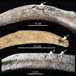 El descubrimiento en el patio trasero de los paleontólogos revela evidencia de los primeros humanos en América del Norte