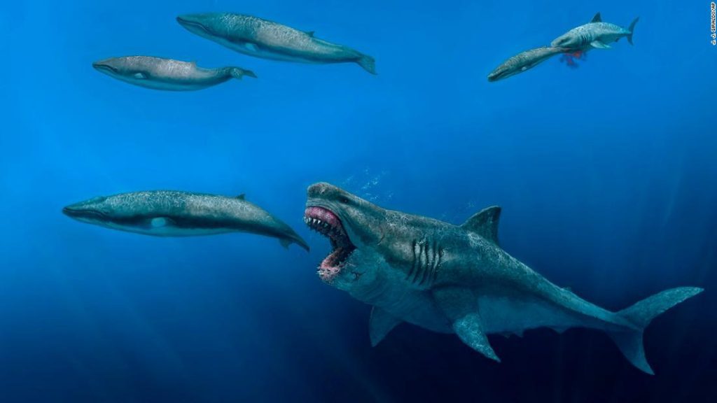 Los científicos dicen que el superdepredador megalodón extinto era lo suficientemente grande como para comer orcas