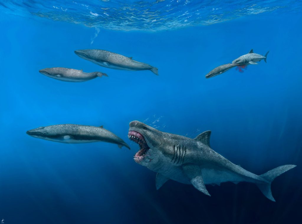 Los tiburones gigantes una vez vagaron por los mares y se alimentaron con grandes comidas.