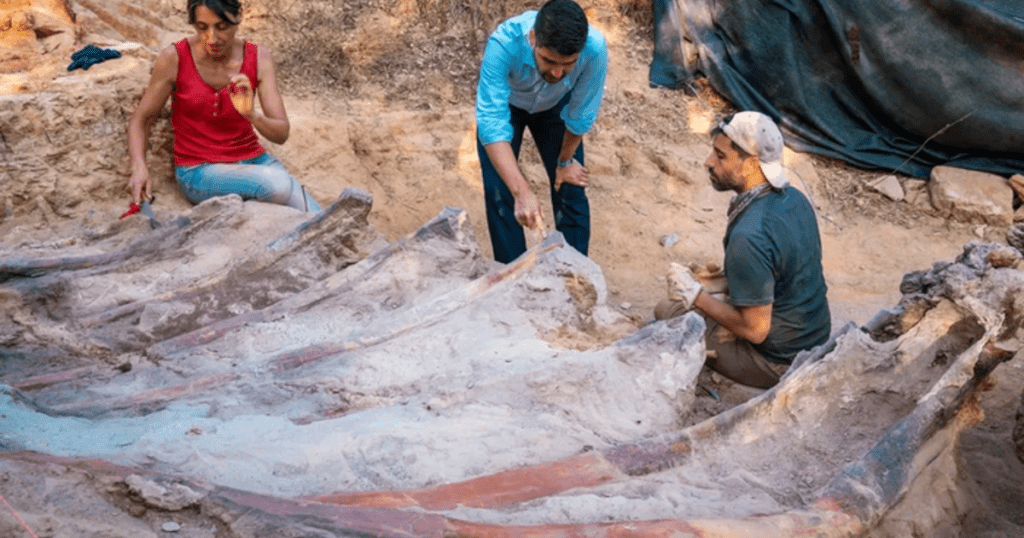 Se encontró un esqueleto de 82 pies de altura en el patio trasero de un hombre en Portugal.  Podría ser el más grande jamás realizado en Europa.