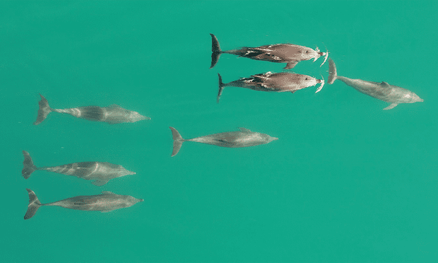 Seis delfines nariz de botella machos con una hembra.