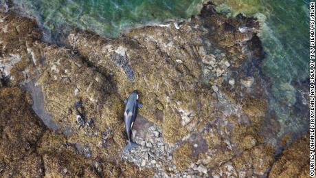 Una orca varada ha sido liberada de la costa rocosa de Alaska después de estar varada durante horas
