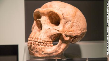 Cómo el ADN neandertal afecta la salud humana, incluido el riesgo de Covid-19