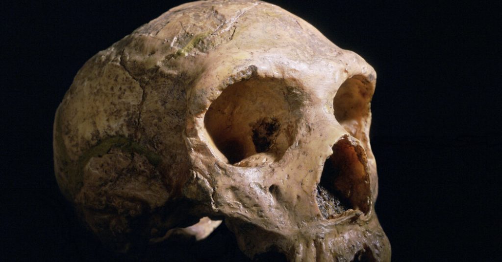 ¿Qué hace que tu cerebro sea diferente al de un neandertal?