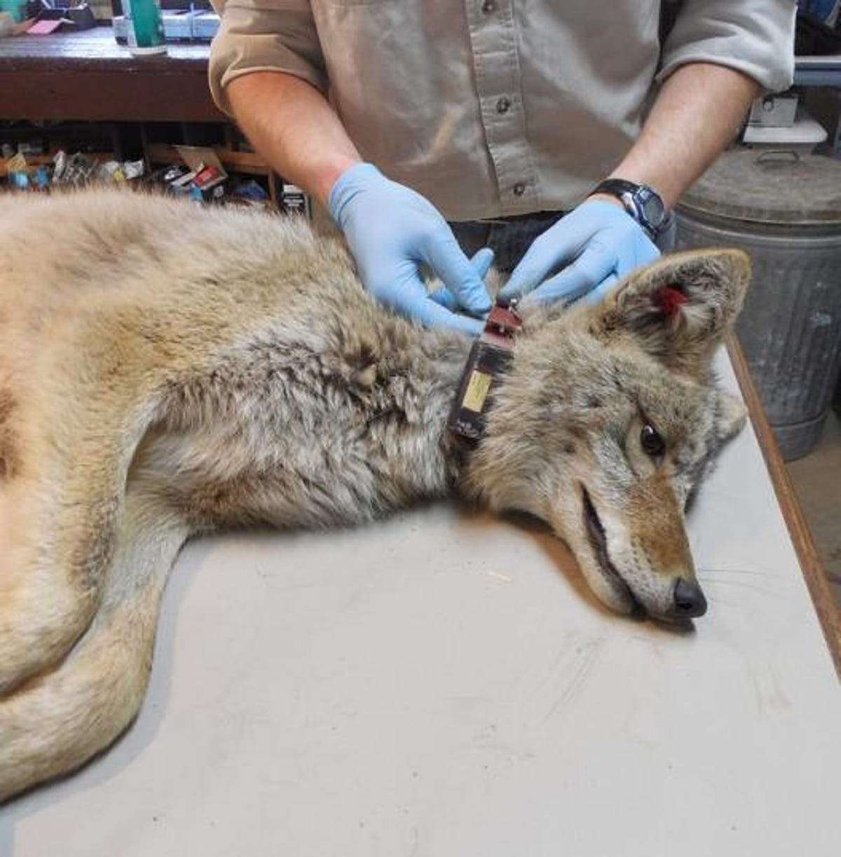 Un investigador enguantado le coloca un collar a un lobo que yace de costado.