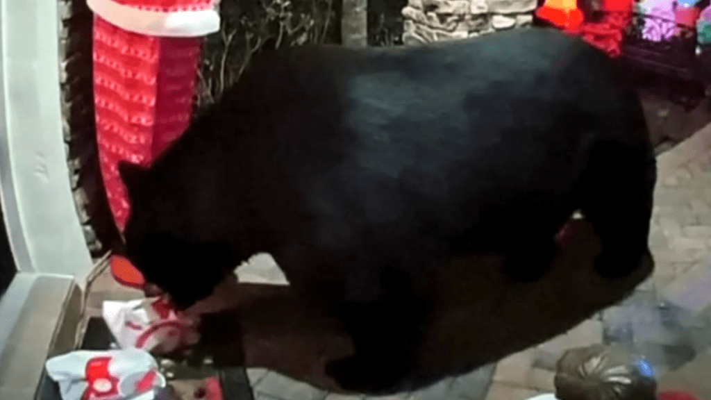 Un oso hambriento le arrebata Chick-fil-A a una familia de Florida en un porche