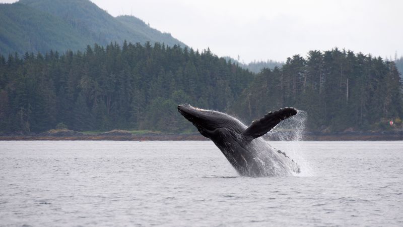 Los investigadores dicen que las ballenas podrían desempeñar un papel importante pero pasado por alto en la lucha contra la crisis climática.