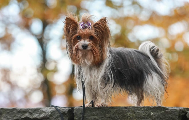 La Exposición Nacional Canina reconoce 212 razas y variedades de perros.